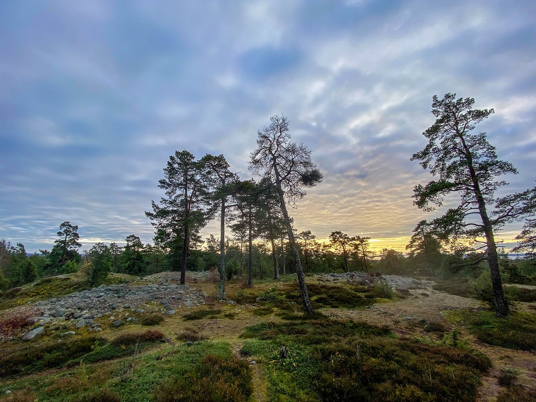 Rösaringsåsens naturreservat, Bro - november 2023 tre trad